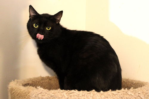 Blackie