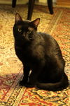 Blackie