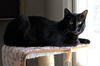 Blackie