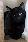 Blackie