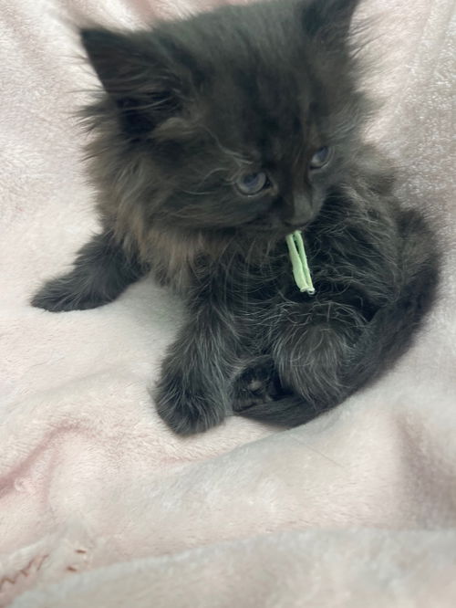 Lily Bobtail