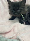 Lily Bobtail