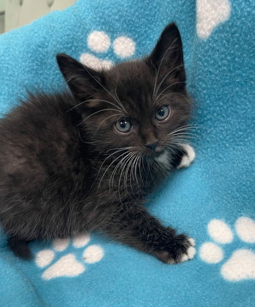 Tom Kitten