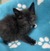 Tom Kitten