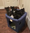 Tom Kitten