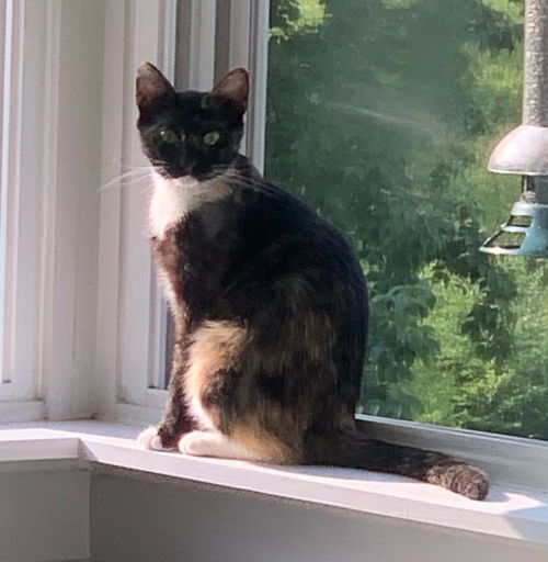 Lacey