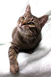 Finnegan
