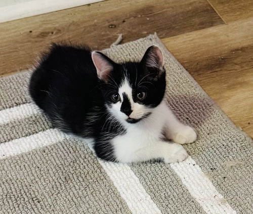 Kit Cat