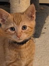 Remington