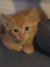 Remington