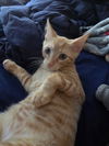 Remington