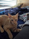 Remington