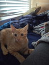 Remington