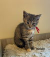 Isolde