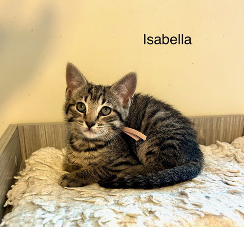Isabella