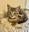 Isabella