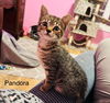 Pandora