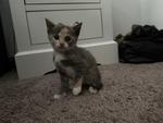 Frannie