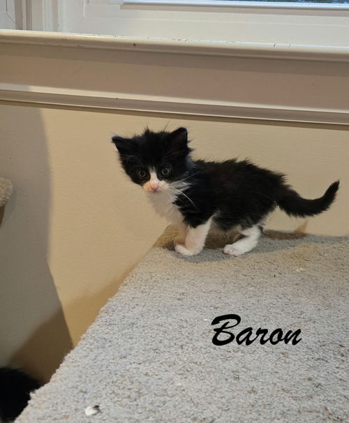 Baron