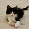 Baron