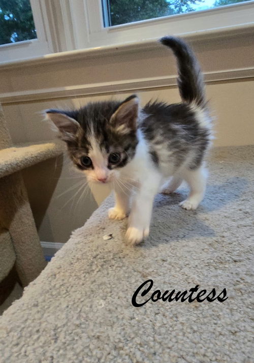 Countess
