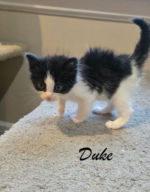 Duke