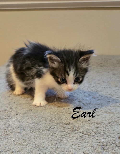Earl