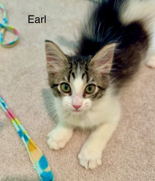 Earl