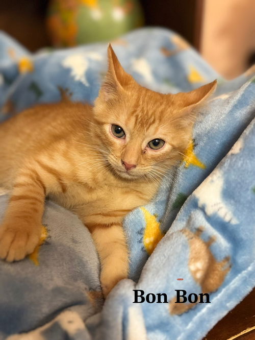 Bon Bon