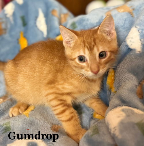 Gumdrop