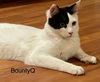 Bounty Q