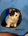 Bounty Q