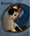 Bounty Q