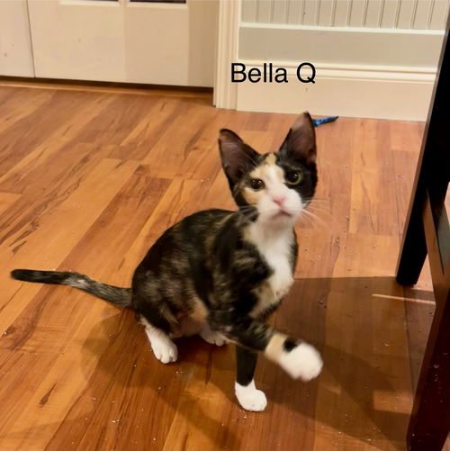 Bella