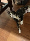 Bella