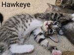 Hawkeye