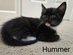 Hummer