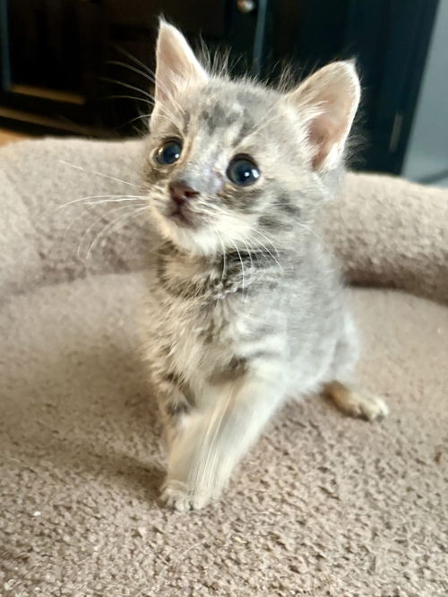 Kimba