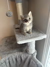 Kimba