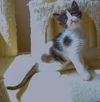 Aeris