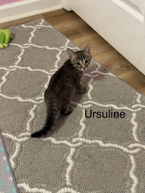 Ursuline