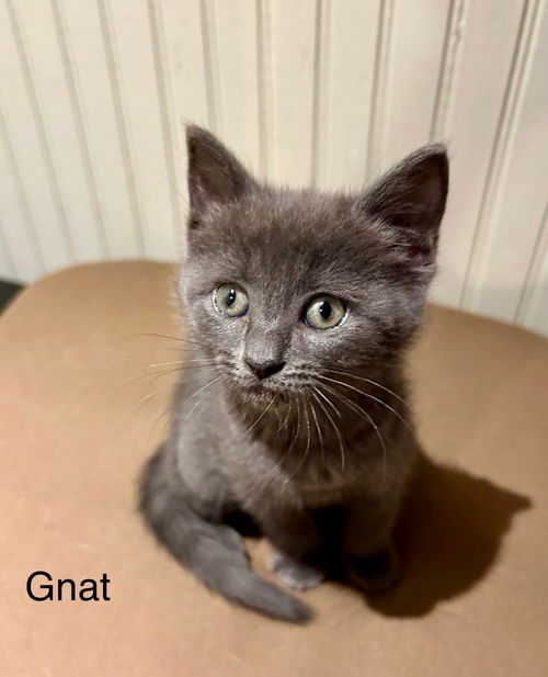 Gnat
