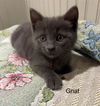 Gnat