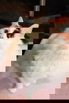 Dixon