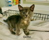 Griffin