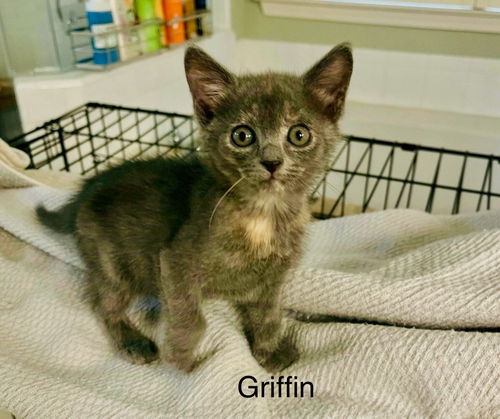Griffin