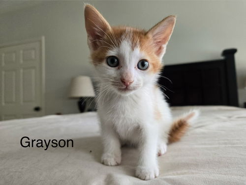 Grayson