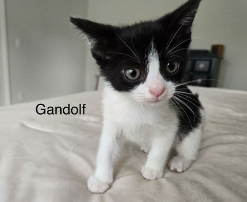 Gandolf