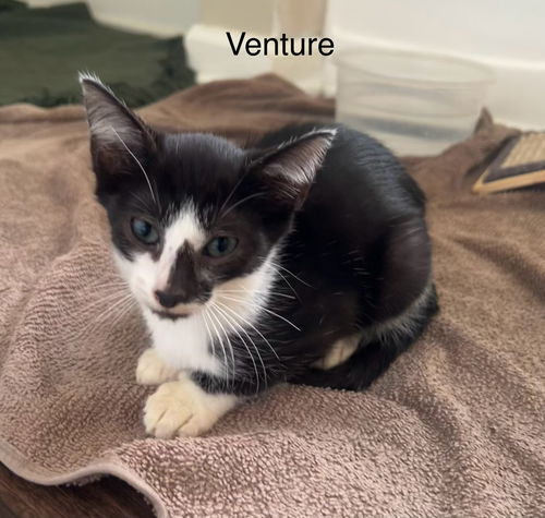 Venture