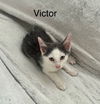 Victor